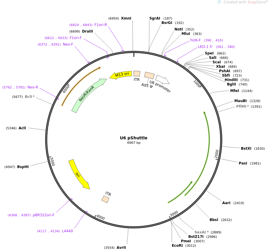 U6 pShuttle质粒图谱